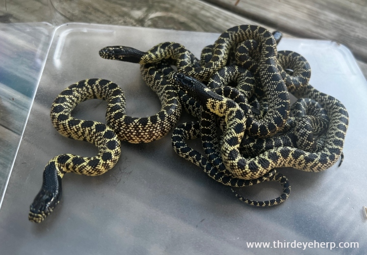 Desert Kingsnakes
